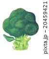 ブロッコリー　Broccoli 20459421