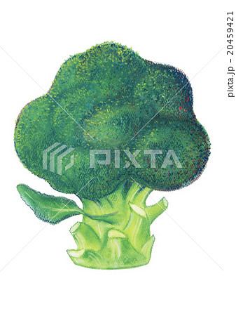 ブロッコリー Broccoli ブロッコリー Broccoli 20459421