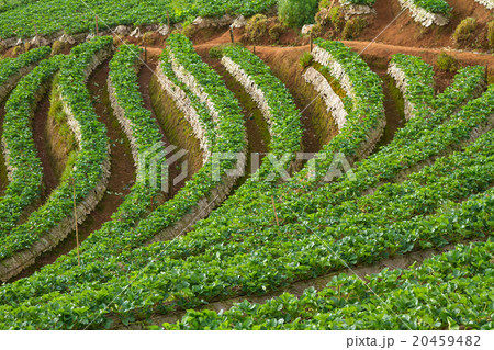 Strawberry garden at Doi Ang Khang , Chiang Mai,  20459482
