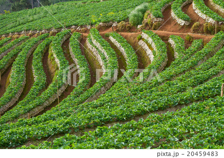 Strawberry garden at Doi Ang Khang , Chiang Mai, Strawberry garden at Doi Ang Khang , Chiang Mai, 20459483