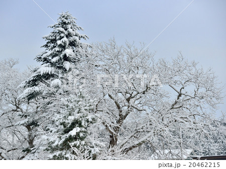樹木の雪化粧 樹木の雪化粧 20462215