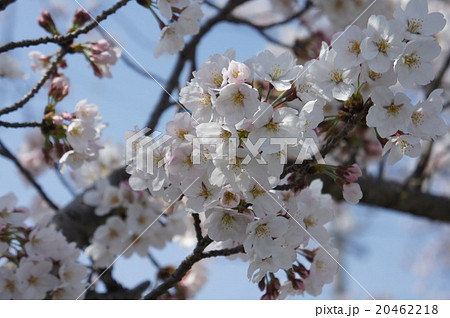 桜 桜 20462218