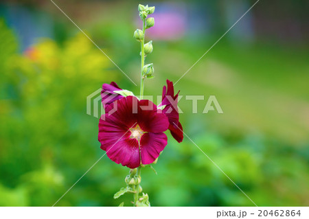 Maroon mallow flower Maroon mallow flower 20462864