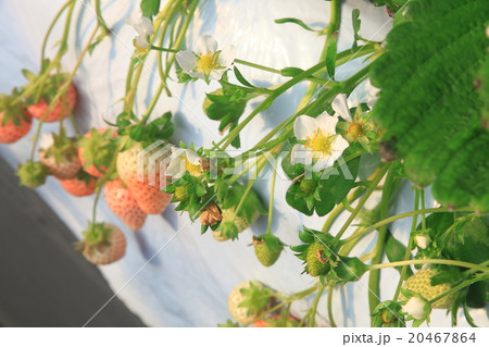 ビニールハウスの白イチゴ 苺 の花の画像の写真素材