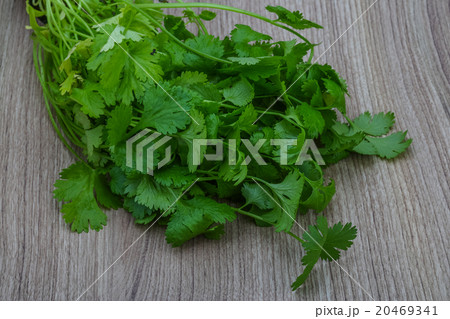 Coriander leaves 20469341