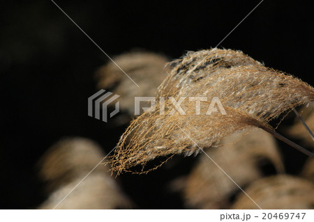 冬のススキの穂 20469747