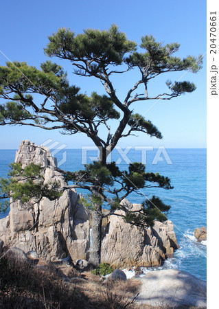 敦賀半島の門ヶ崎（福井県 敦賀市 白木） 20470661