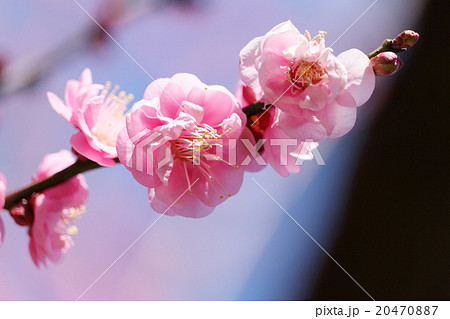梅の花(更紗錦) 20470887