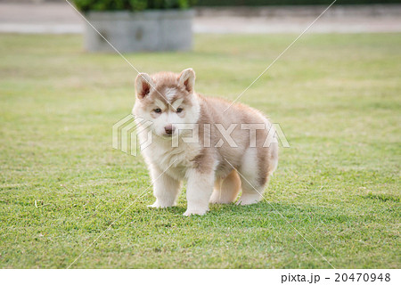 puppy urinating on green grass puppy urinating on green grass 20470948