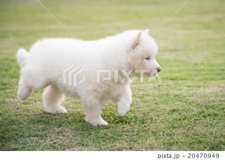 siberian husky puppy walking on green grass siberian husky puppy walking on green grass 20470949