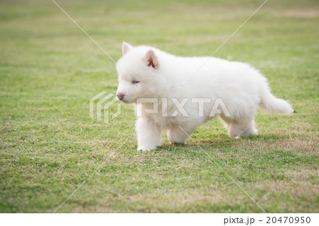 siberian husky puppy walking on green grass 20470950
