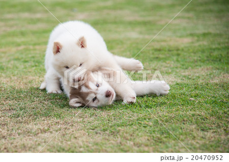 siberian husky puppies playing on green grass siberian husky puppies playing on green grass 20470952