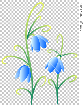 Amigasa lily (blue) 20471506