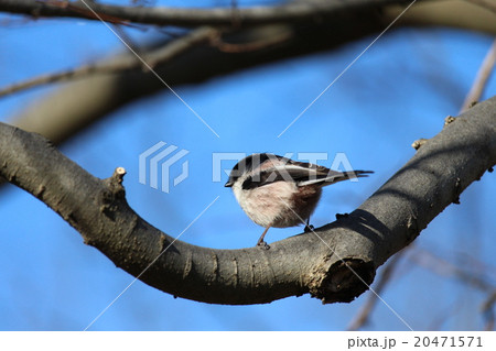 エナガ スズメ目エナガ科エナガ属 エナガ スズメ目エナガ科エナガ属 20471571