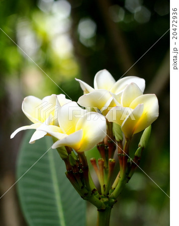 aroma flowers plumeria white yellow outdoor aroma flowers plumeria white yellow outdoor 20472936