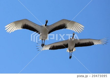 タンチョウ タンチョウ 20473095