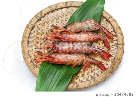 シマエビ 20474588