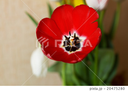 Red Tulip flower Red Tulip flower 20475280