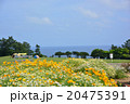 初夏の潮岬 20475391