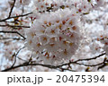 桜 20475394