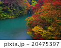 紅葉 20475397