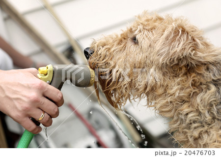 Airedale terrier dog drinking water. Summer heat Airedale terrier dog drinking water. Summer heat 20476703