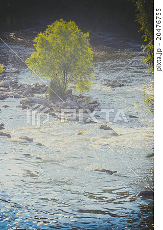 Tree with green leaves in the center river,summer Tree with green leaves in the center river,summer 20476755