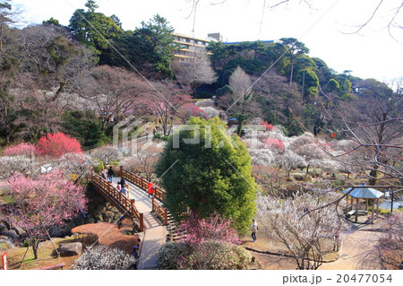 熱海梅園 熱海梅園 20477054