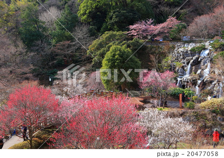 熱海梅園 20477058