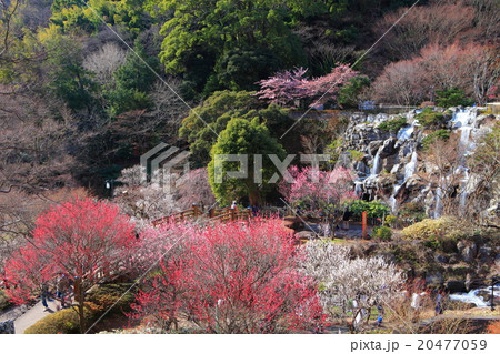 熱海梅園 20477059