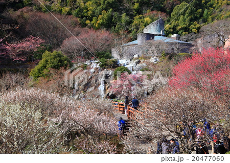 熱海梅園 20477060