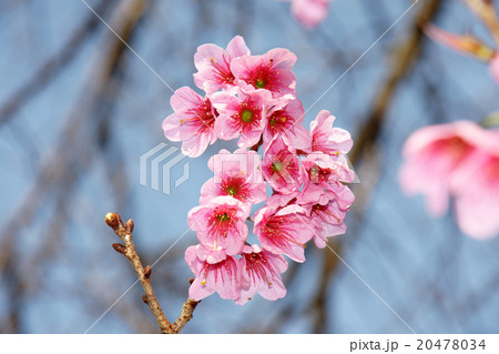 Cherry blossom or Sakura flower with blue sky 20478034