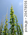 Hop in the ecological cultivation hop-pole up 20478056