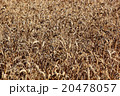 Ripe wheat field in summer, grain, wheat 20478057