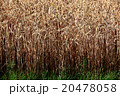 Ripe wheat field in summer, grain, wheat 20478058