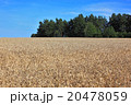 ripe wheatfield in summer 20478059