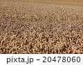 ripe wheatfield in summer 20478060