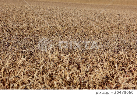 ripe wheatfield in summer ripe wheatfield in summer 20478060