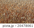 ripe wheatfield in summer 20478061