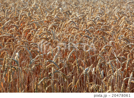 ripe wheatfield in summer 20478061