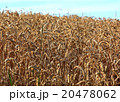 ripe wheatfield in summer 20478062