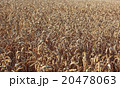 ripe wheatfield in summer 20478063