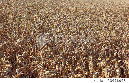 ripe wheatfield in summer ripe wheatfield in summer 20478063