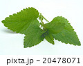 Melissa, lemon balm, Melissa officinalis 20478071