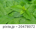 Melissa, lemon balm, Melissa officinalis 20478072