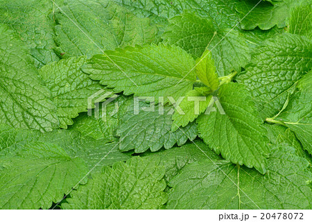 Melissa, lemon balm, Melissa officinalis 20478072