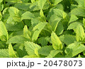 Melissa, lemon balm, Melissa officinalis 20478073