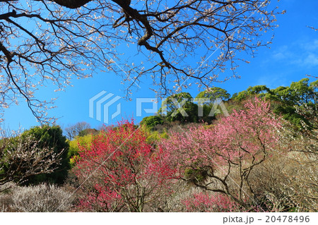熱海梅園 20478496
