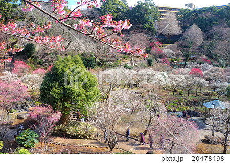 熱海梅園 20478498
