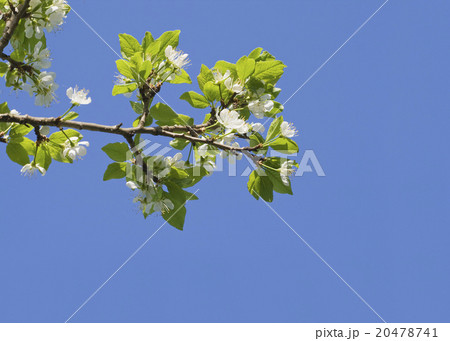Flowering apple-tree Flowering apple-tree 20478741